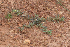 Polygala arvensis